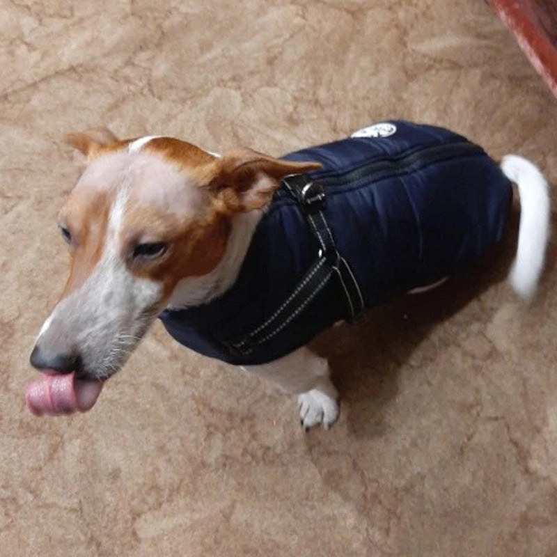 Best Dog Winter Coat Clothes For Labrador Waterproof Big Dog