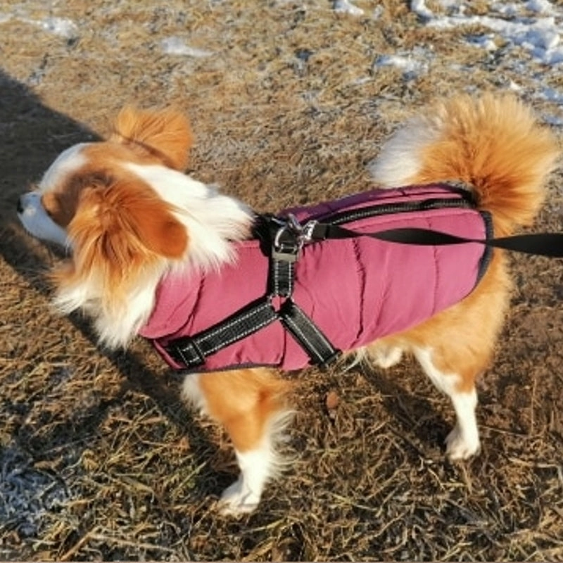 Best Dog Winter Coat Clothes For Labrador Waterproof Big Dog