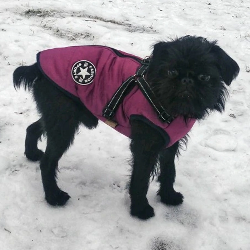 Best Dog Winter Coat Clothes For Labrador Waterproof Big Dog