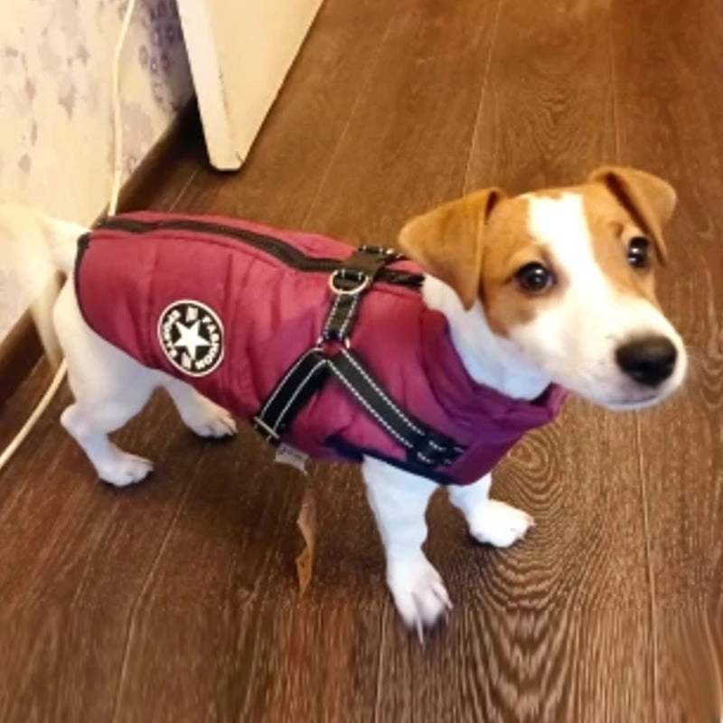 Best Dog Winter Coat Clothes For Labrador Waterproof Big Dog