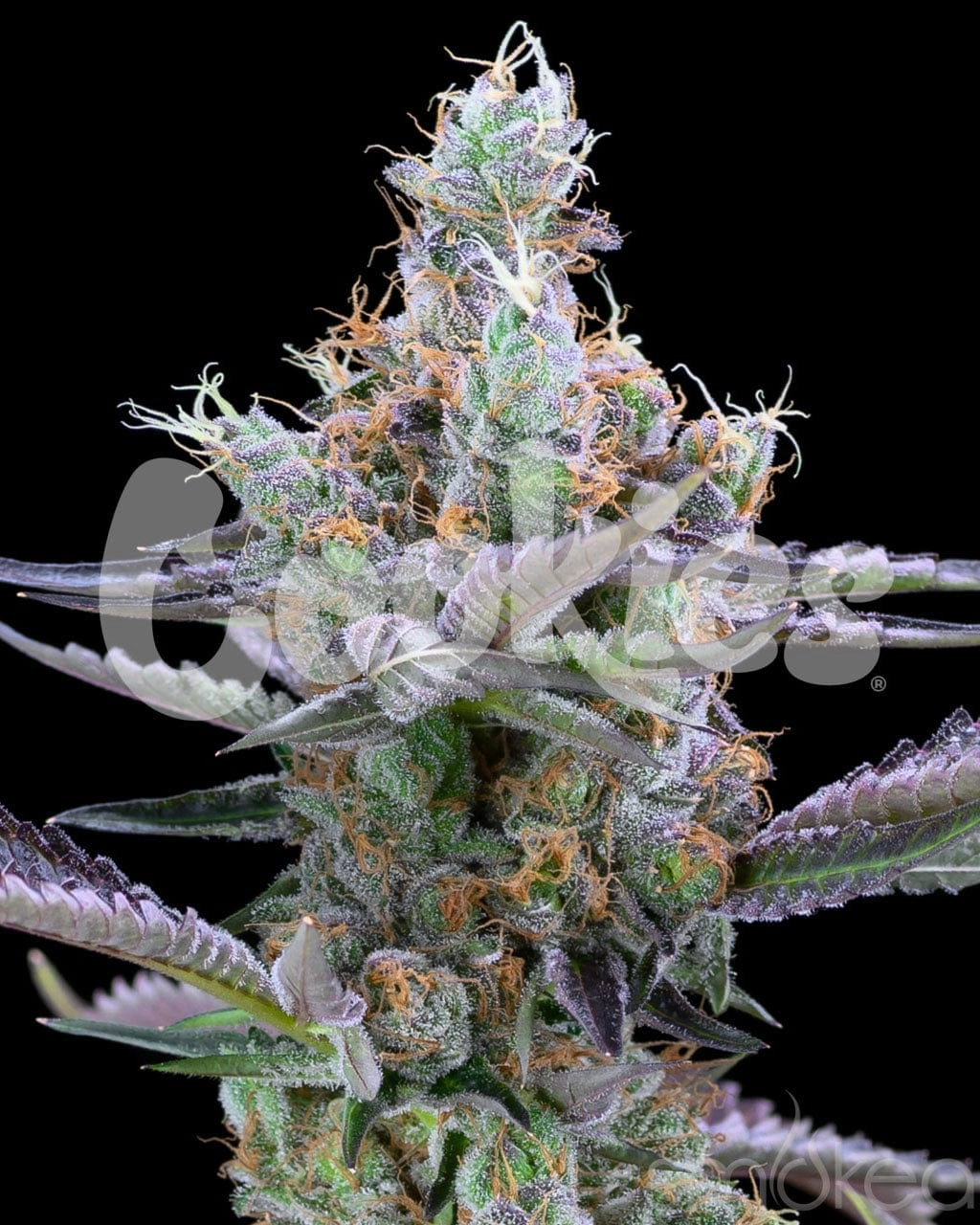 Cookies Cannabis Seeds - Dirty Money