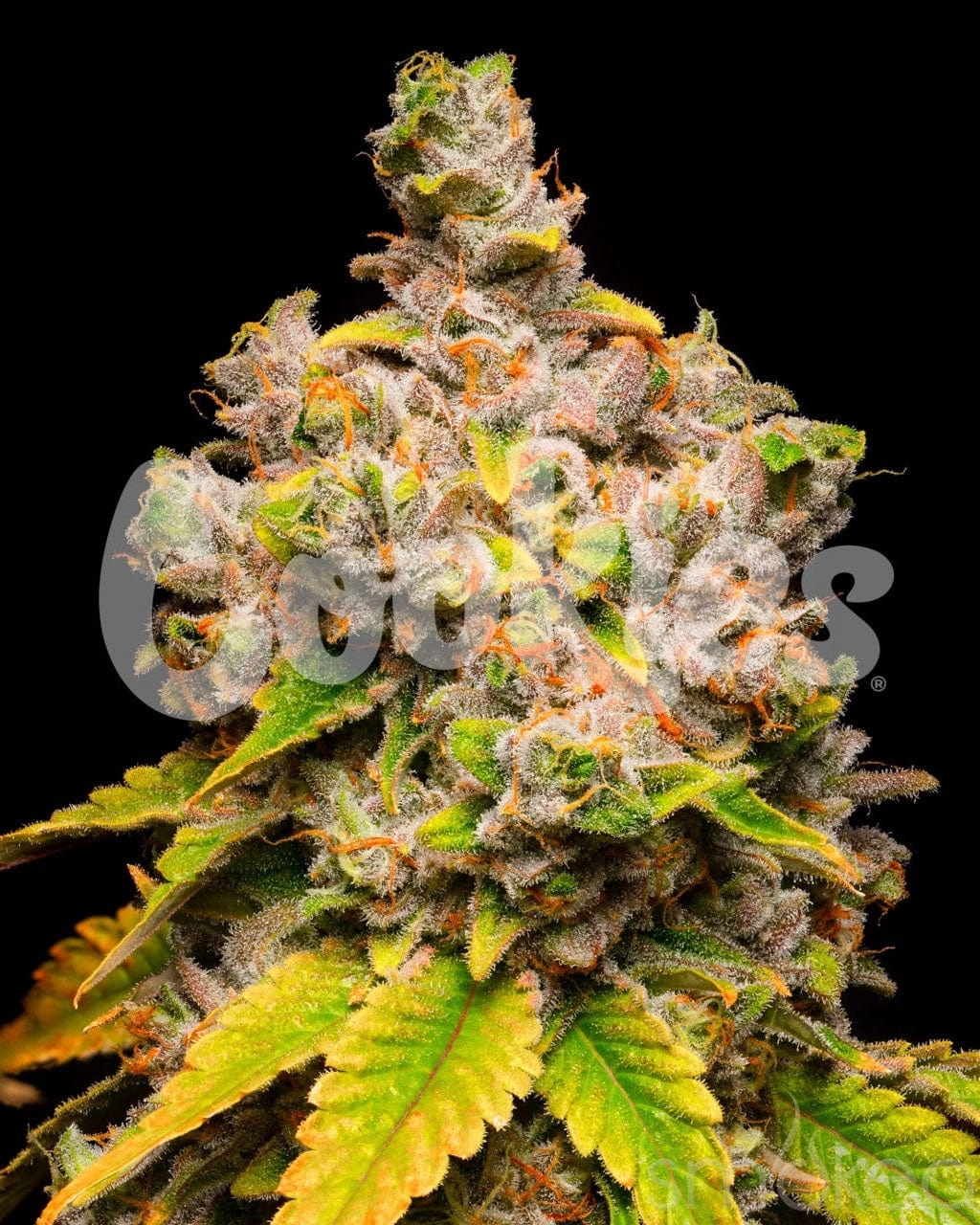 Cookies Cannabis Seeds - Lemon Cherry Sherb