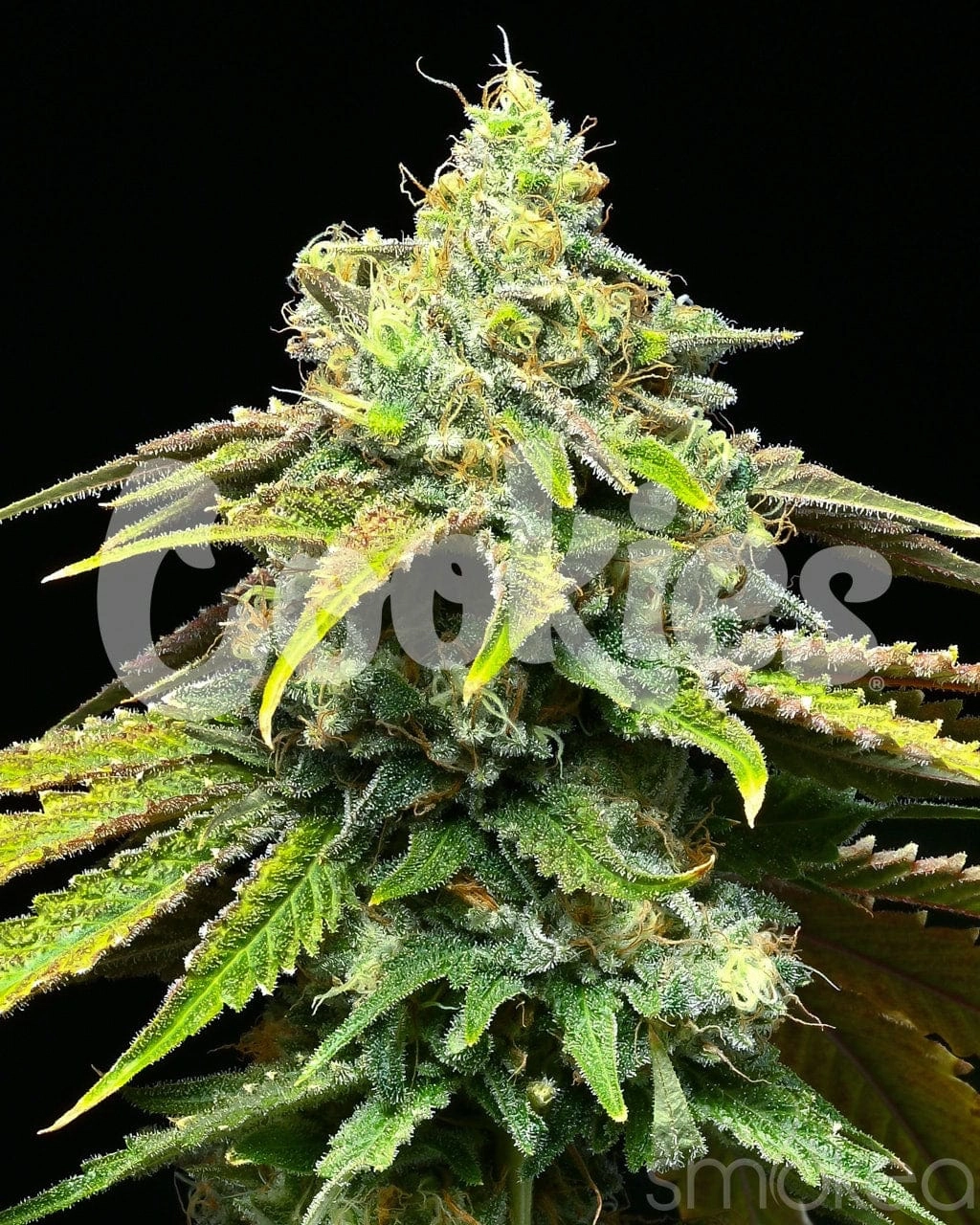 Cookies Cannabis Seeds - Motor City
